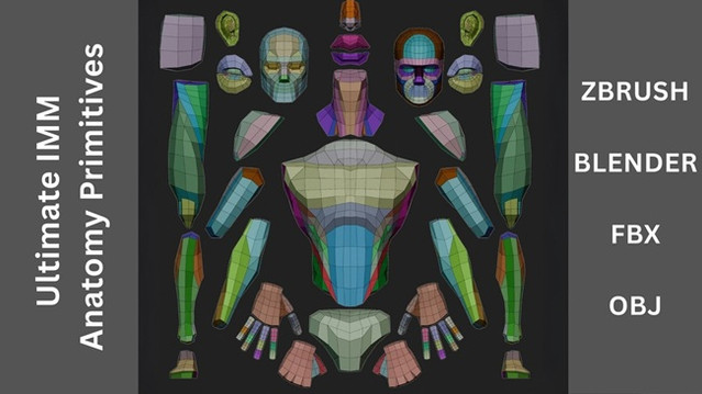 Blender 教程资源 | Ultimate IMM Anatomy Primitive by George Zaky