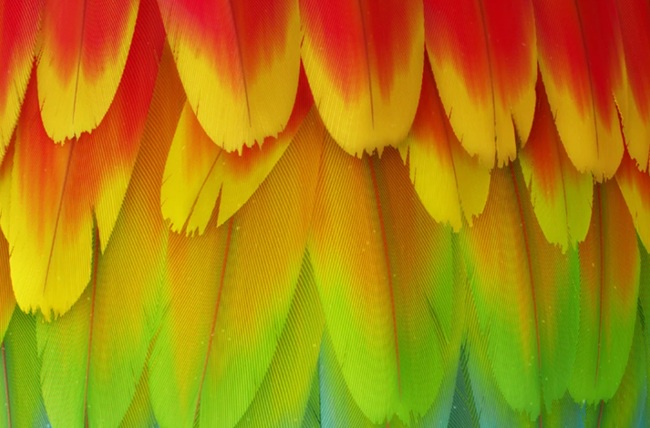 Levelup.Digital - Feather Creation - Romain Lemaire 资源 | Levelup.Digital - Feather Creation - Romain Lemaire