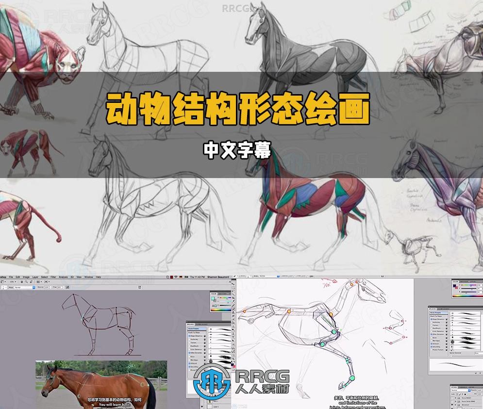 【中文字幕】动物结构形态解剖学绘画核心技术视频教程