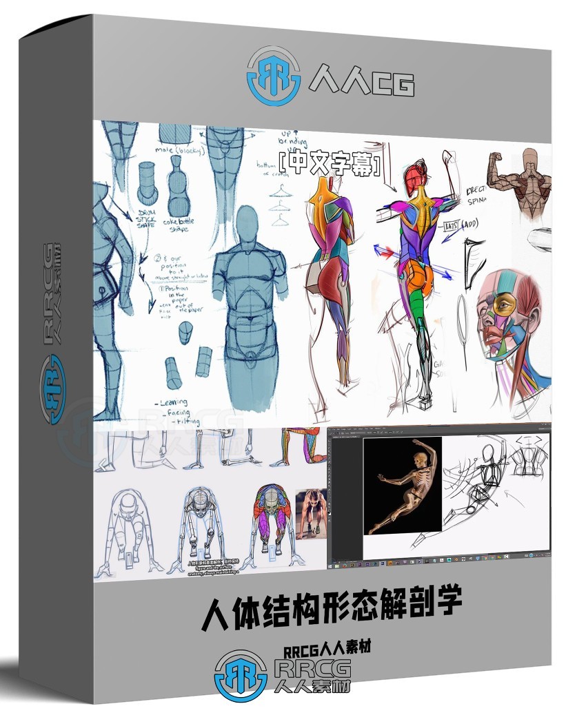 【中文字幕】人体结构形态解剖学绘画核心技术视频教程
