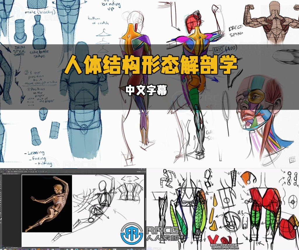 【中文字幕】人体结构形态解剖学绘画核心技术视频教程