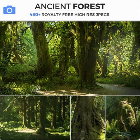 Photobash - Ancient Forest 资源 | Photobash - Ancient Forest
